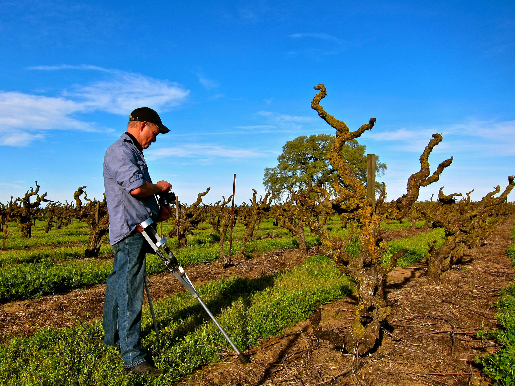Vineyard worker inspecting grapevines in a Lodi wine region vineyard under a blue sky.