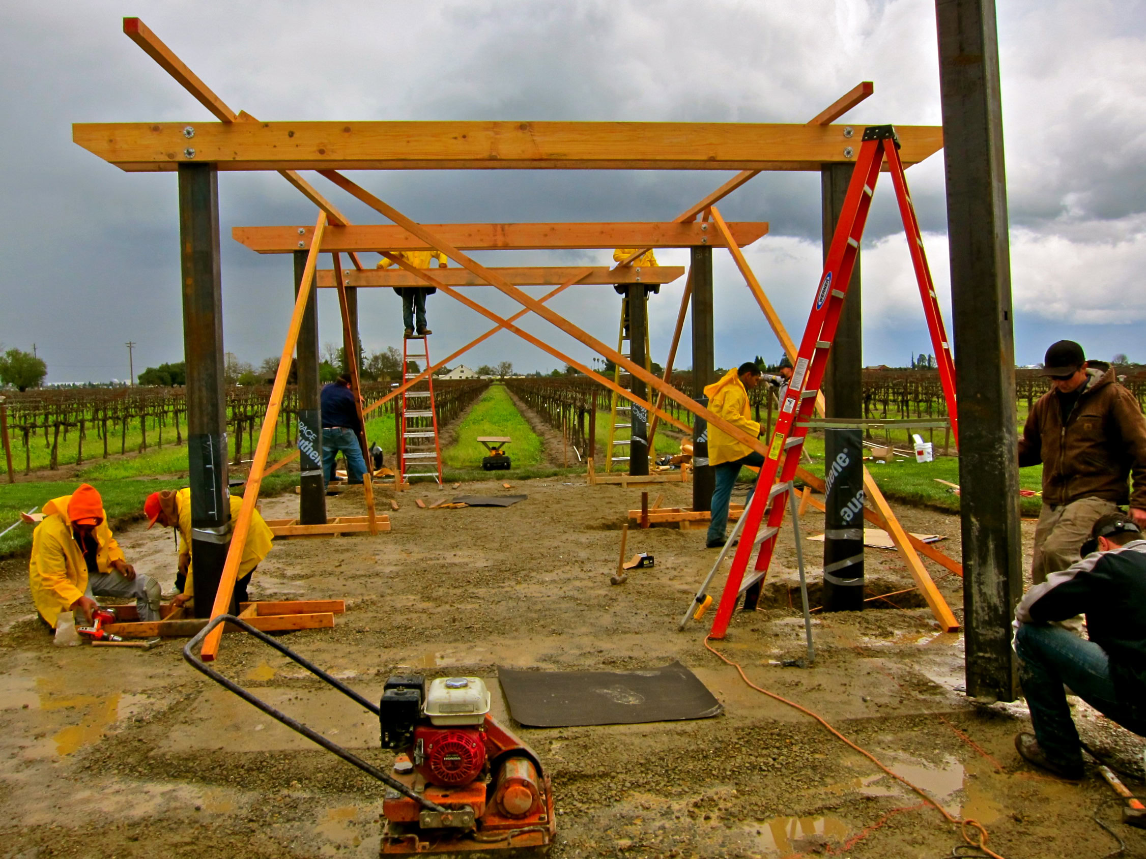 Workers building vineyard trellis in Lodi, California during grapevine installation.