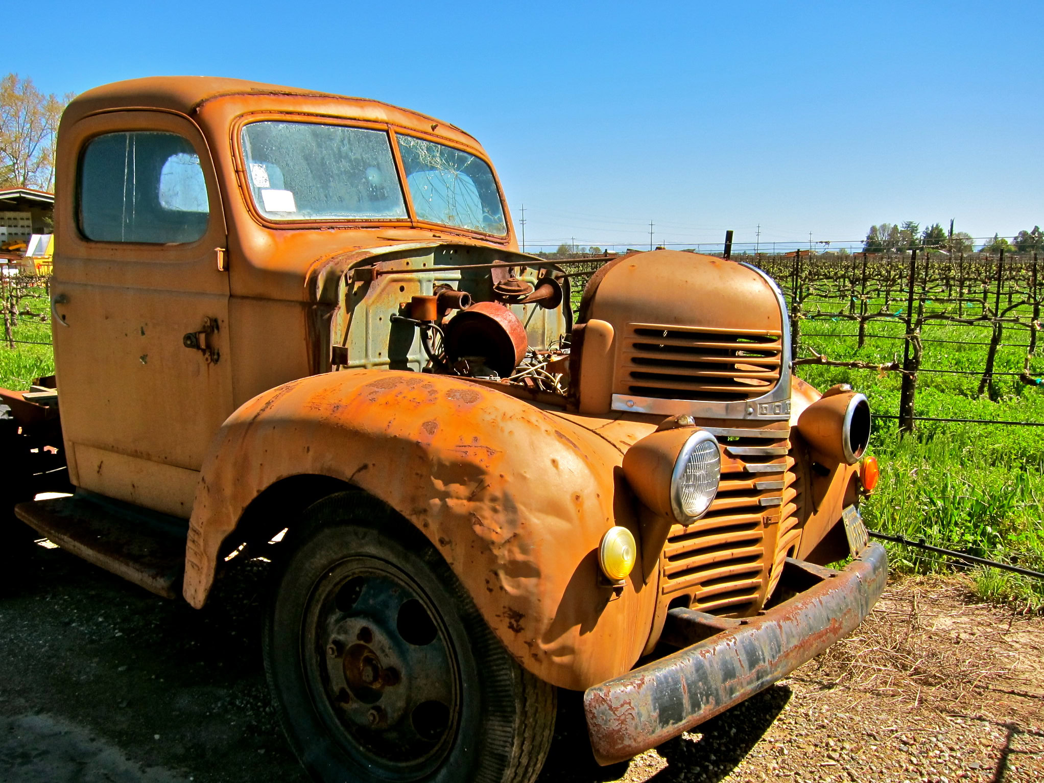 Old rusty truck in a vineyard, representing Lodi's rich wine history and agricultural heritage.