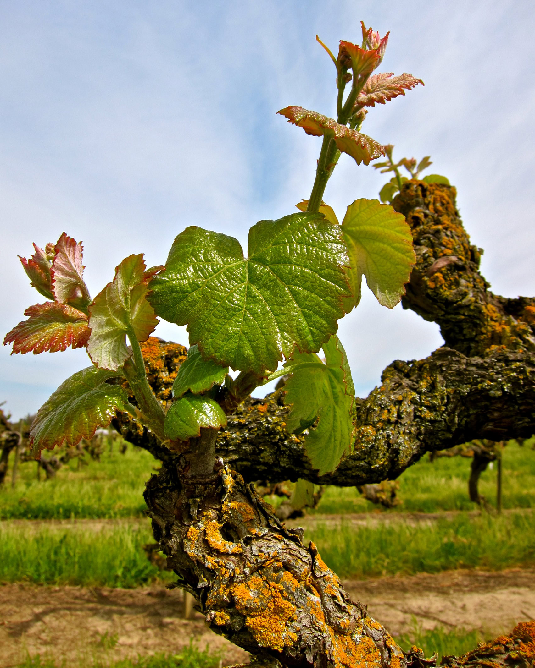 Close-up of a young winegrape vine with green leaves and new growth in a vineyard setting.