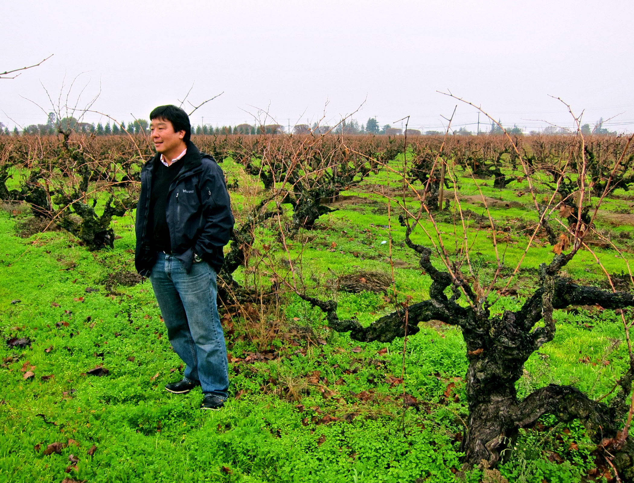 Man standing in a vineyard with pruned grapevines in Lodi, California, during winter.