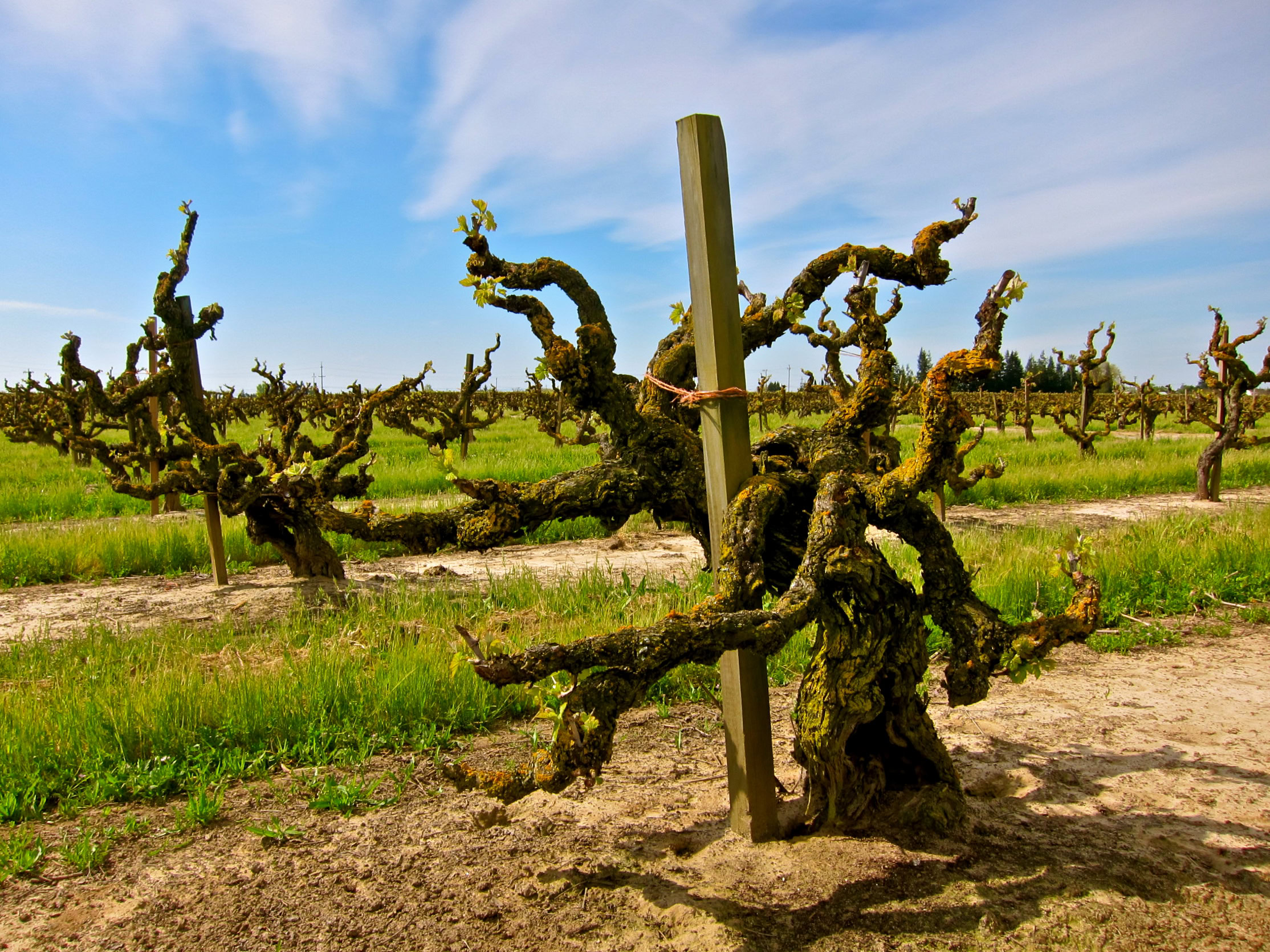 Gnarled wine grape vines in Lodi vineyard under blue sky for wine production.