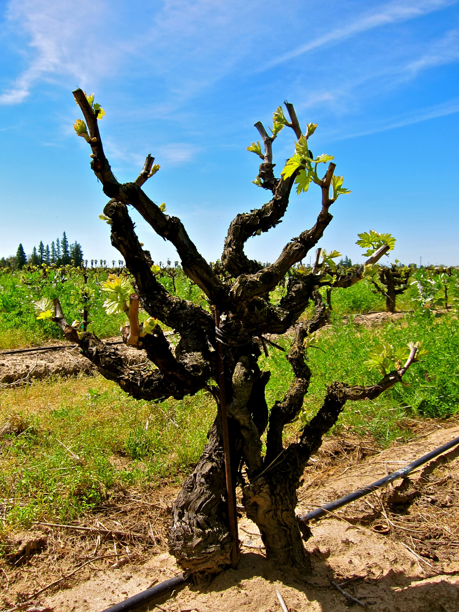 Gnarled winegrape vine with new green leaves in Lodi vineyard under blue sky.