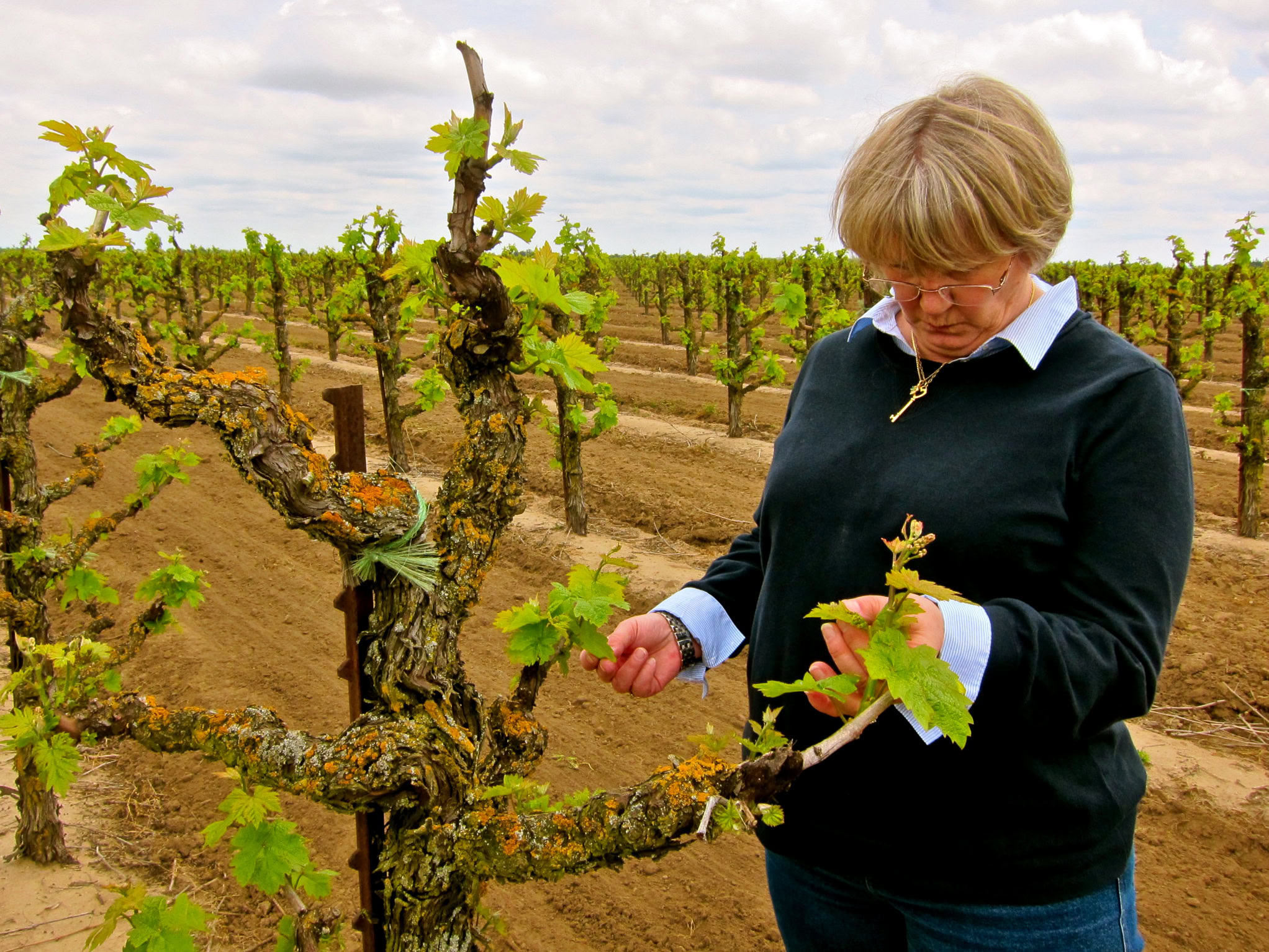 Woman inspecting grapevine in Lodi vineyard, showcasing healthy grape growth and vineyard management.