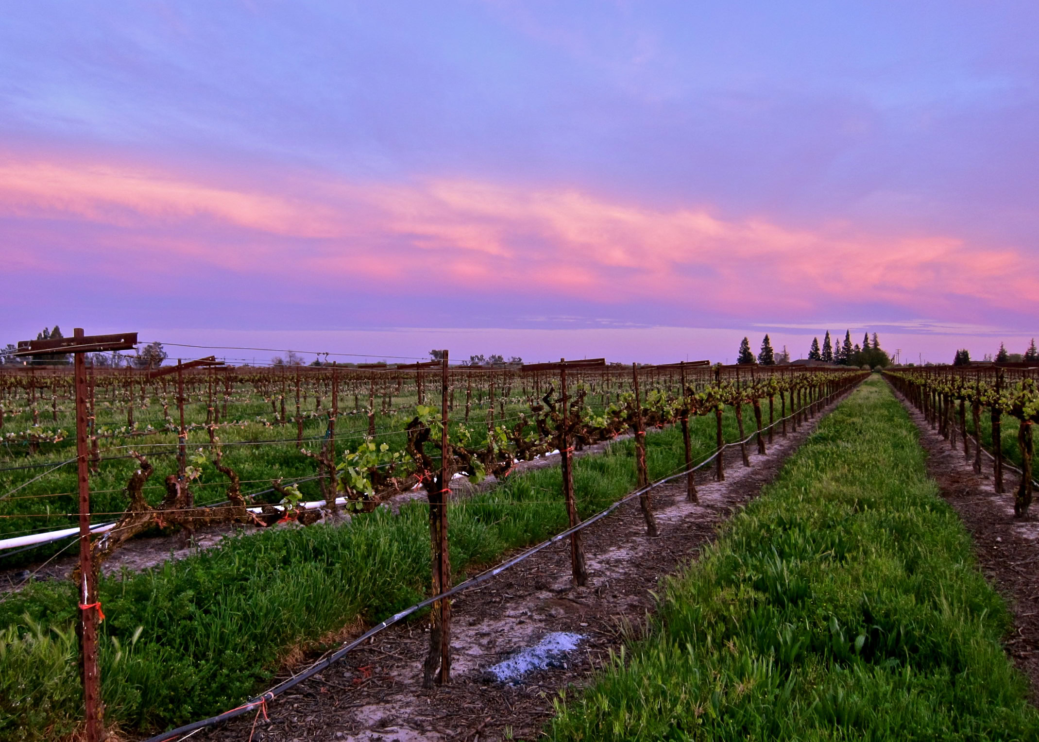 Vineyard in Lodi with rows of grapevines under a colorful sunset sky.