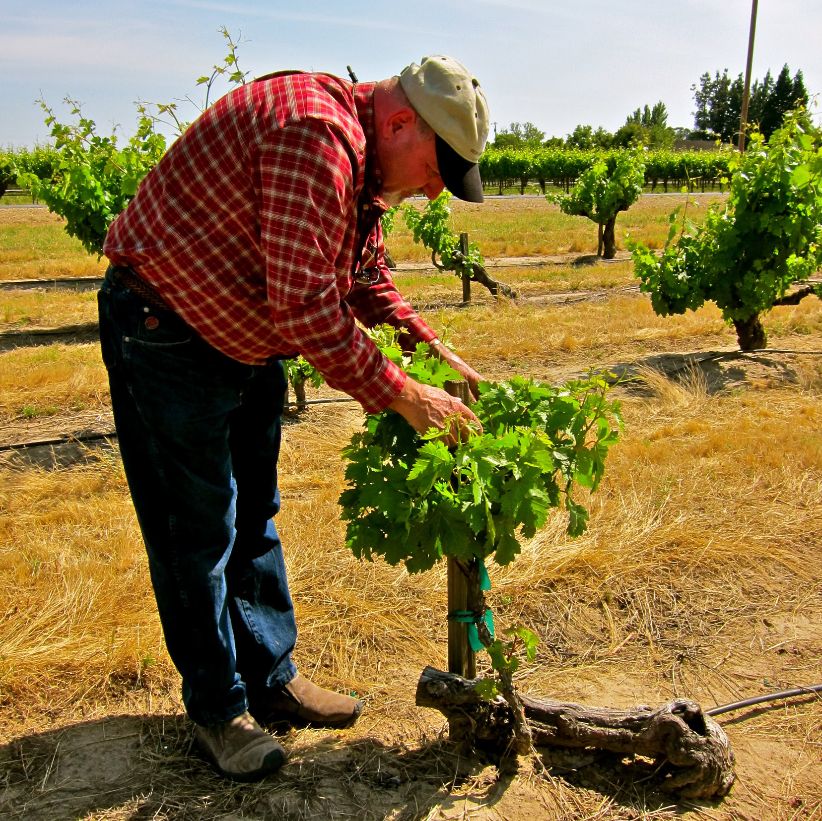 Vineyard worker inspecting grapevines in a Lodi vineyard during daytime.