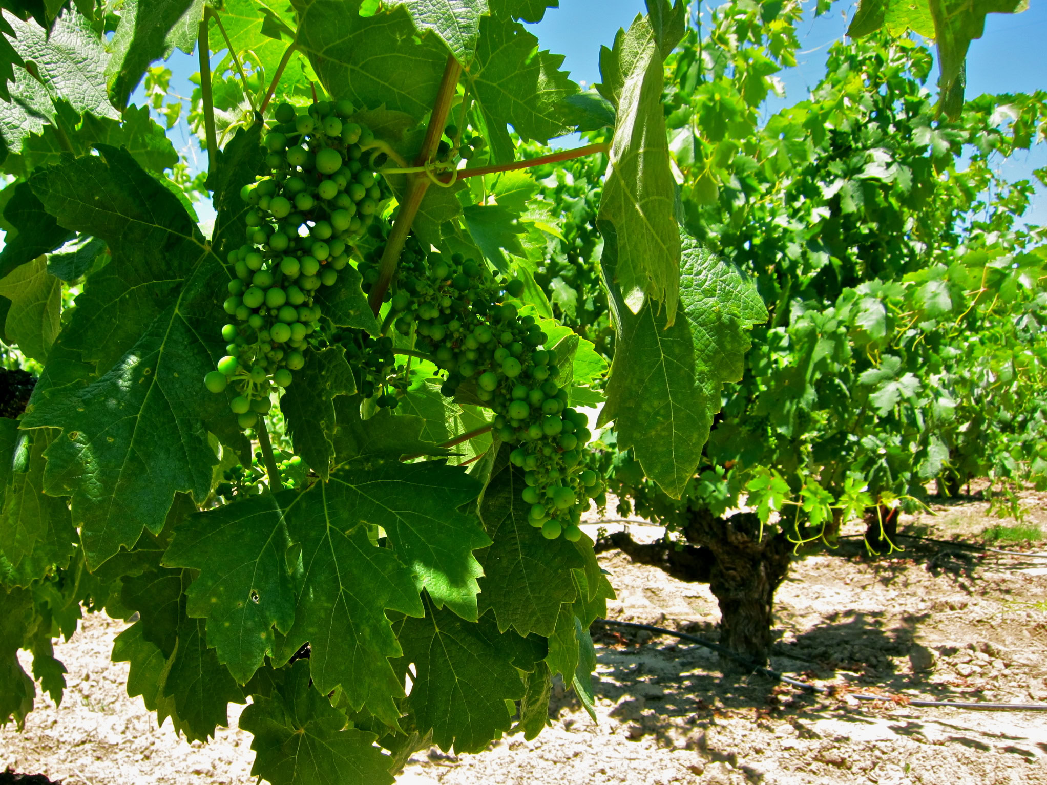 Close-up of green wine grapes growing on a vine in a Lodi vineyard under bright sunlight.