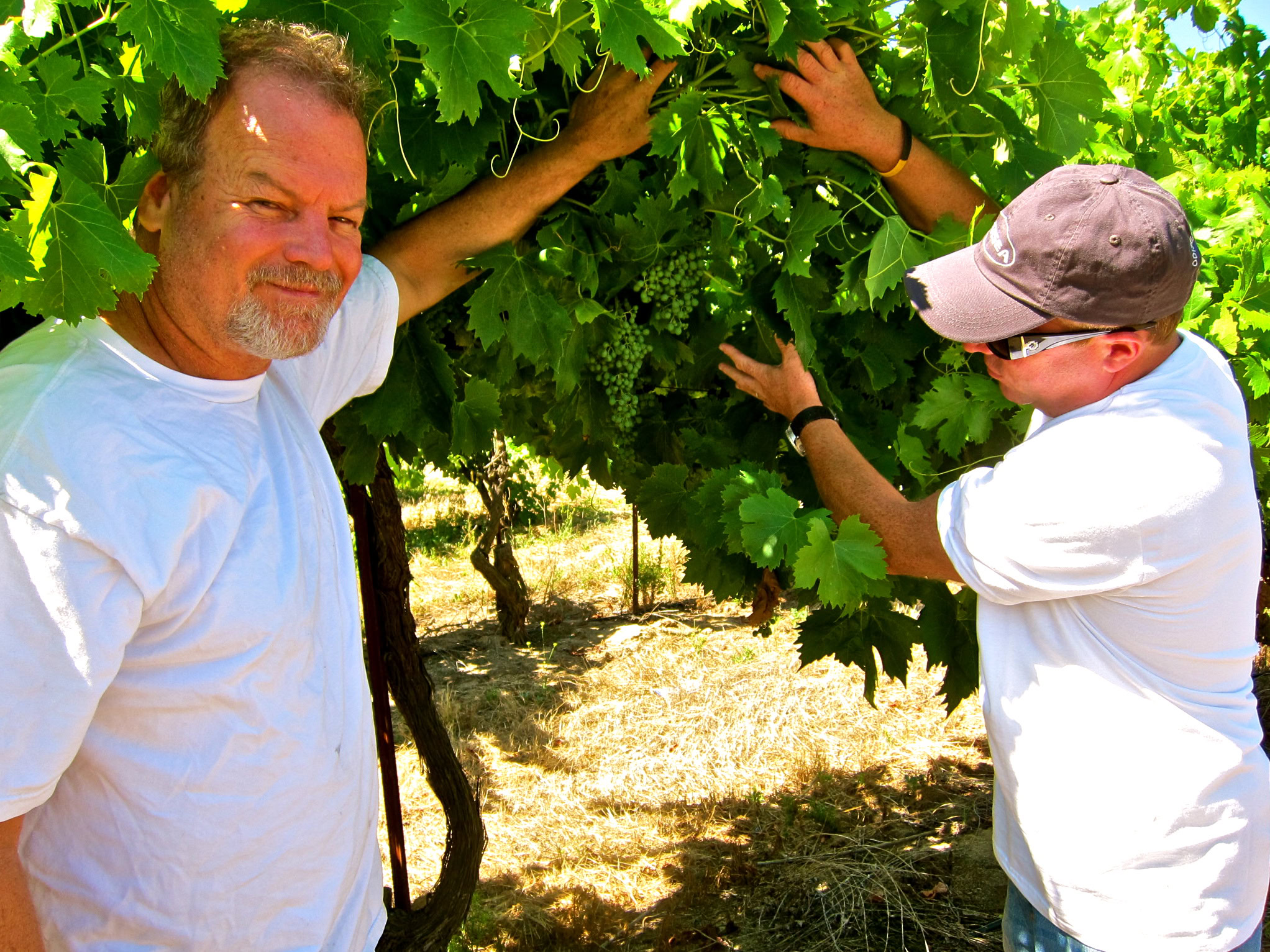 Two men inspecting grapevines in a Lodi vineyard during harvest season.