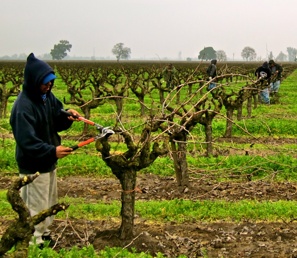 Workers pruning and maintaining grapevines in a Lodi vineyard for wine production.