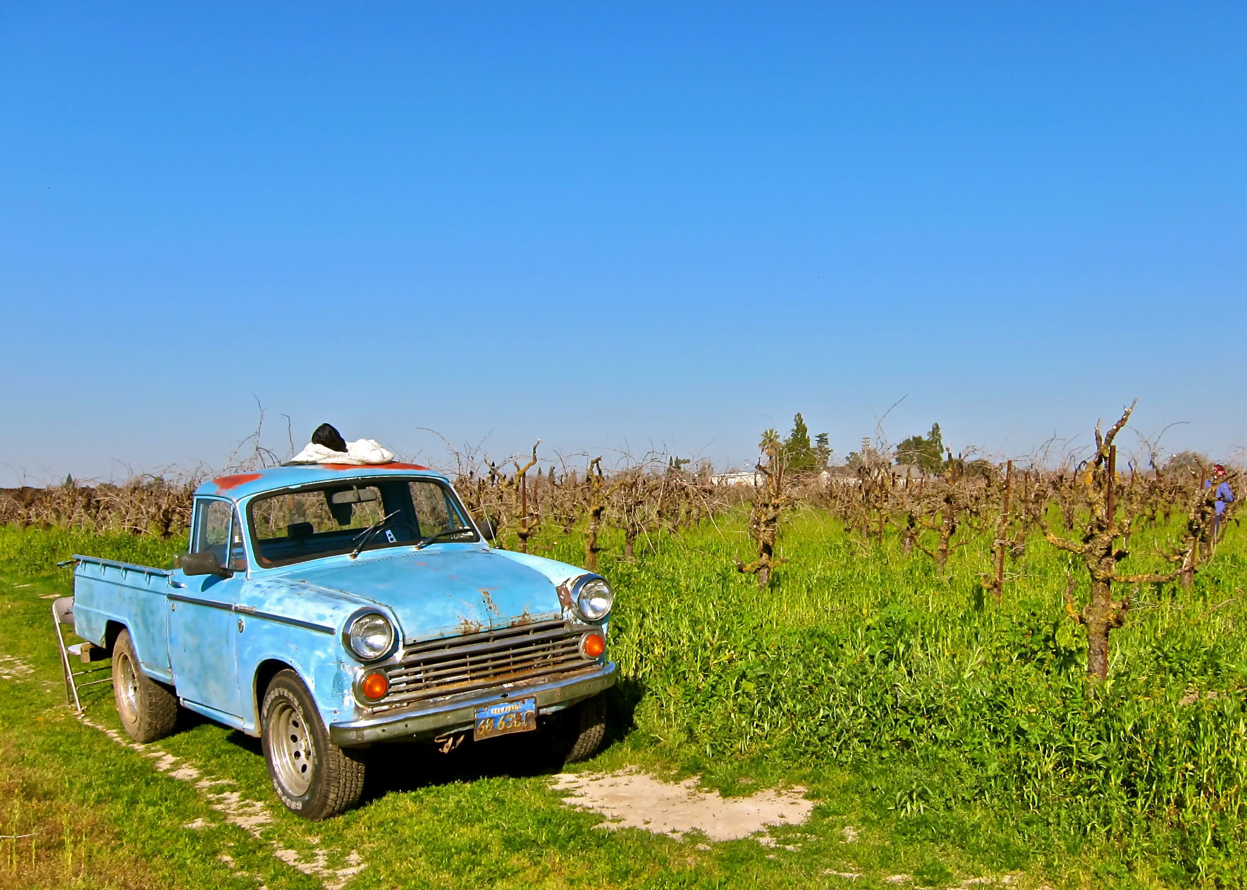 Vintage blue truck in a lush Lodi vineyard during sunny weather, showcasing grapevines and clear blue sky.