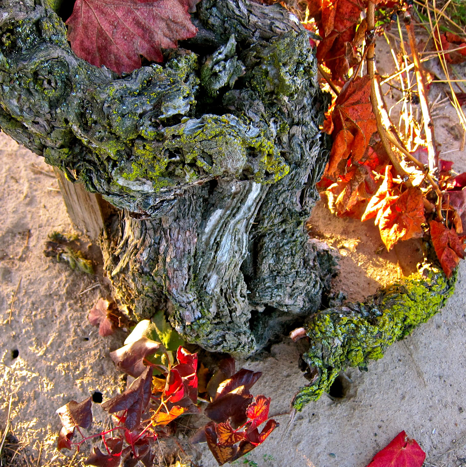 Close-up of a gnarled winegrape vine trunk with autumn leaves in the background.