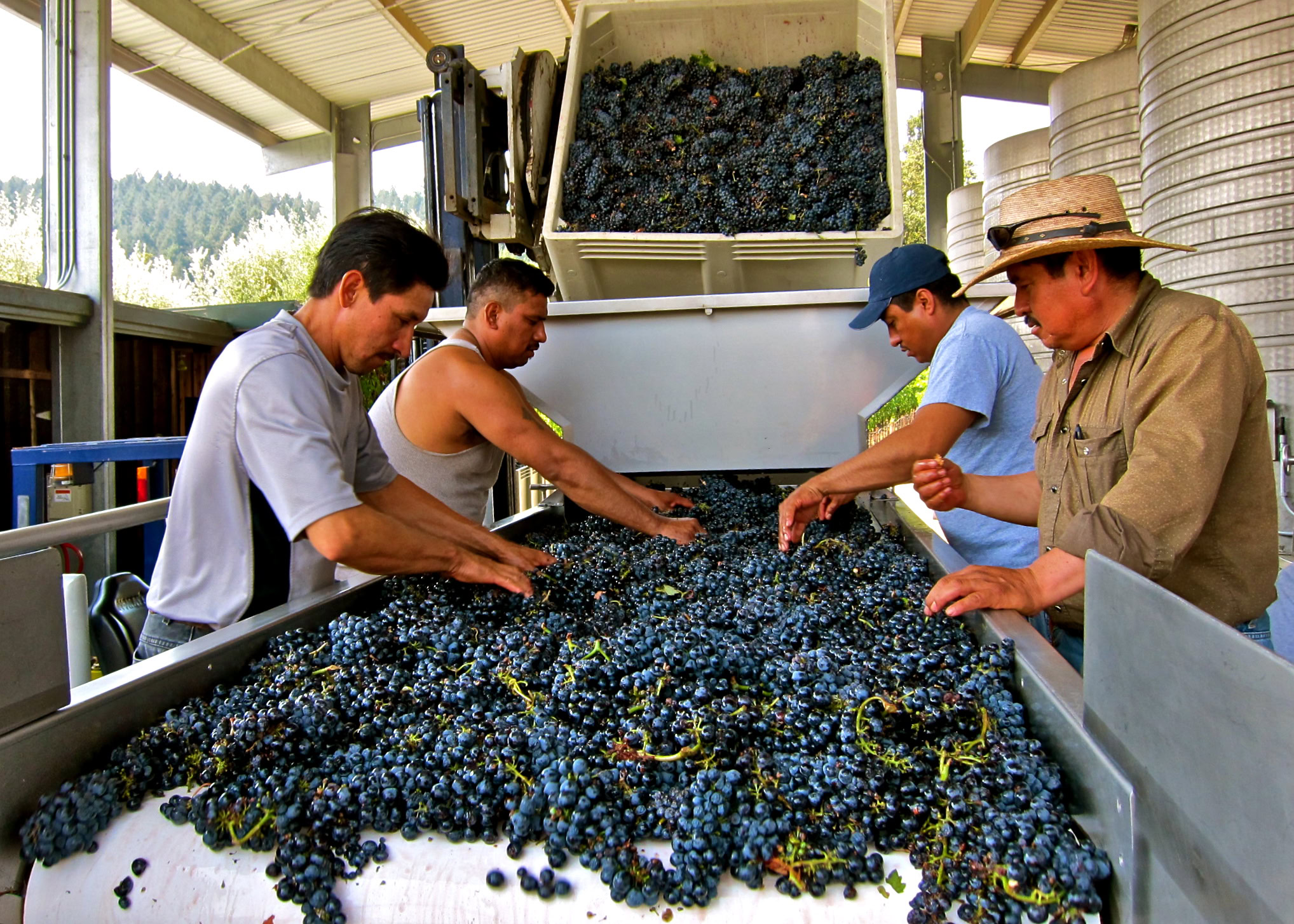 Workers sorting freshly harvested grapes in a winery during the Lodi wine production process.