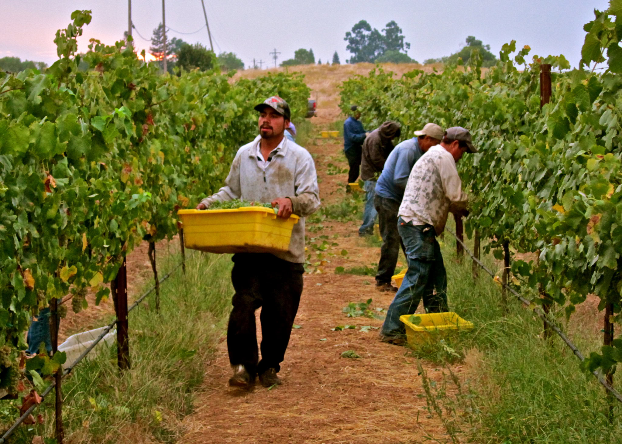 Workers harvesting winegrapes in a Lodi vineyard during the day.