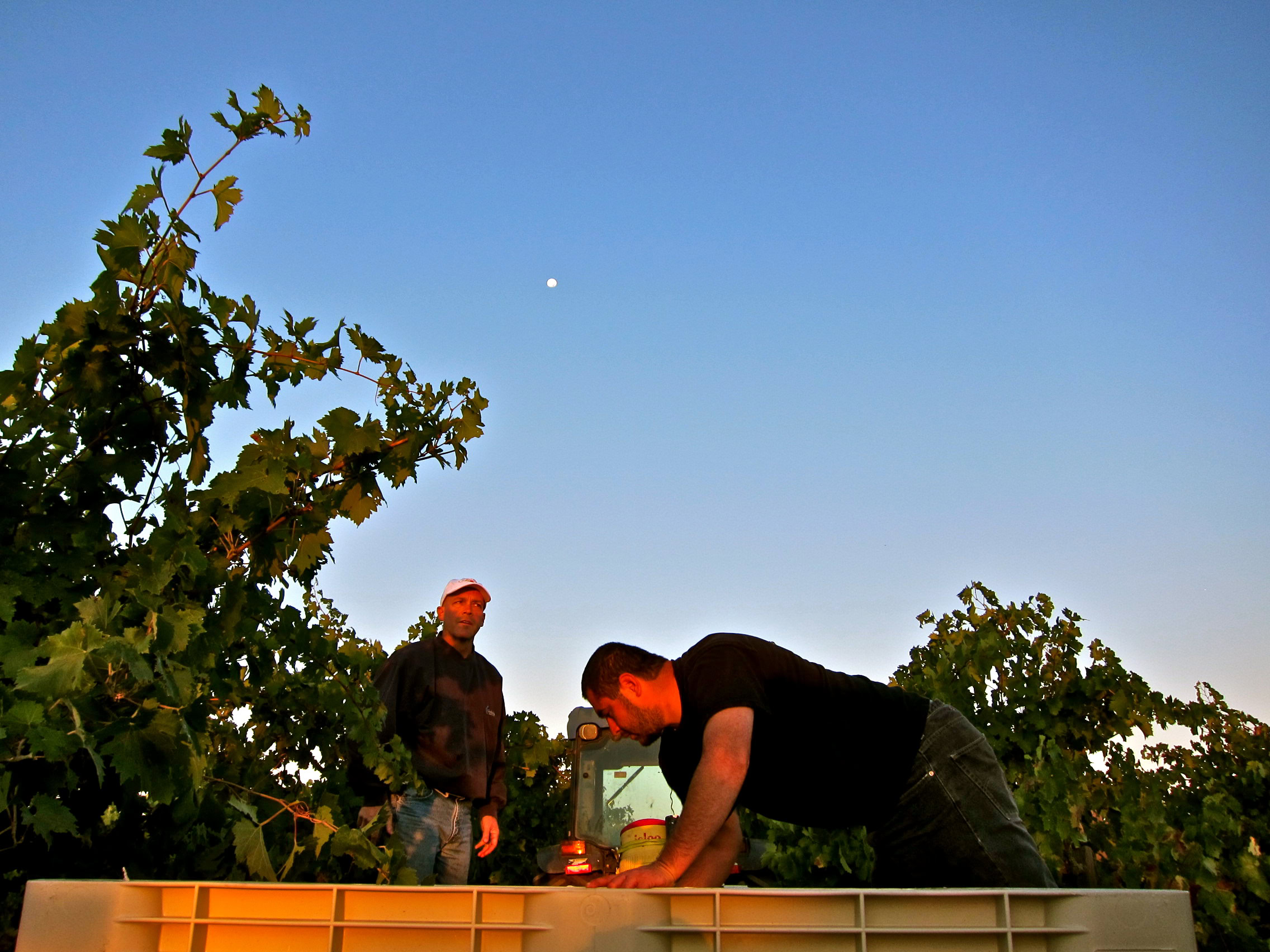 Two workers in a vineyard during grape harvest in Lodi, California, with clear blue sky and moon visible.