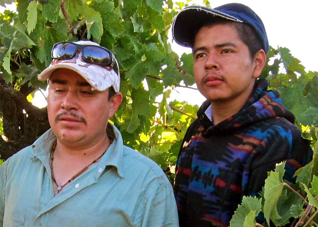Two vineyard workers inspecting winegrapes in Lodi, California, during harvest season.