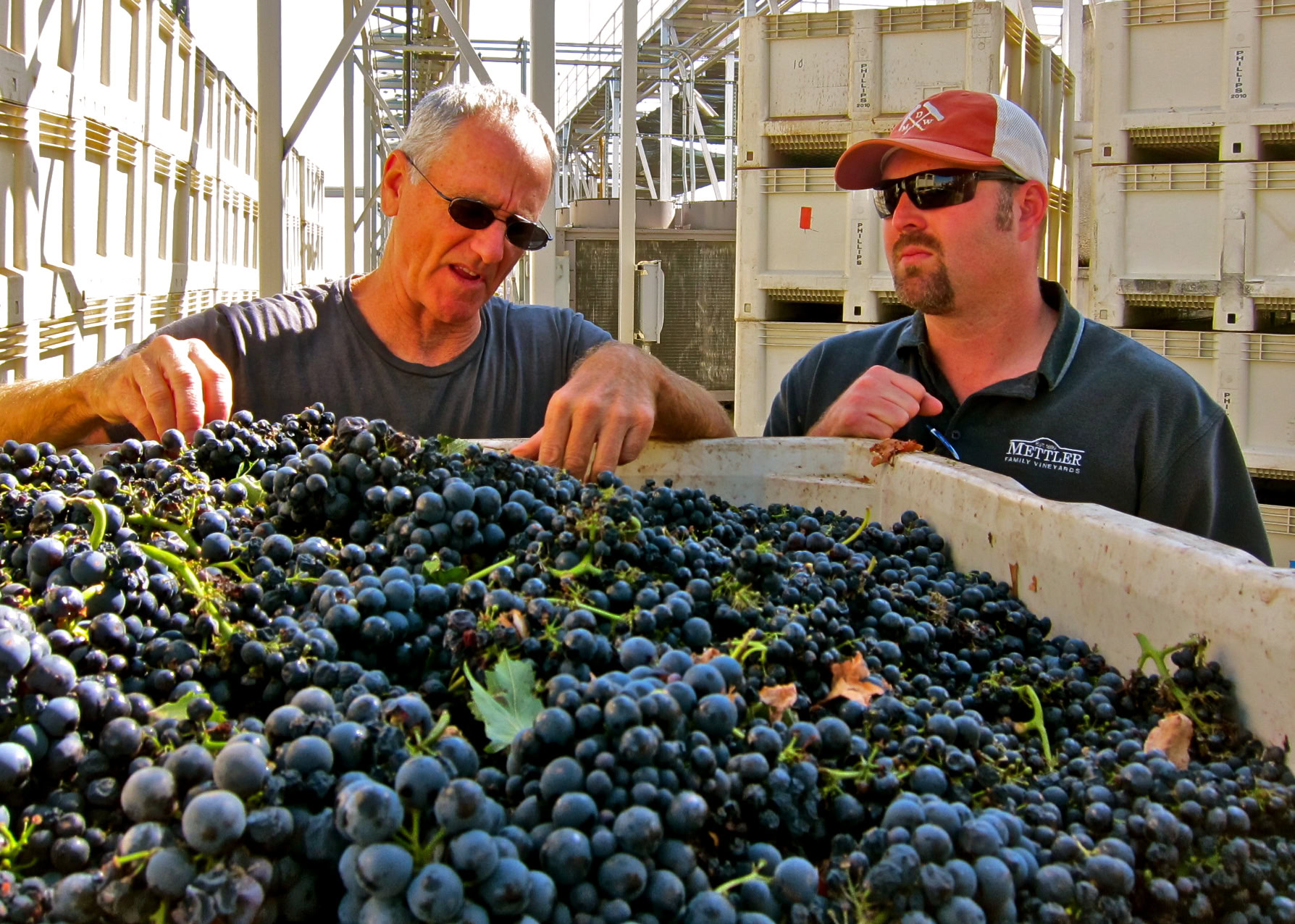 Two men inspecting freshly harvested Lodi wine grapes in a vineyard.