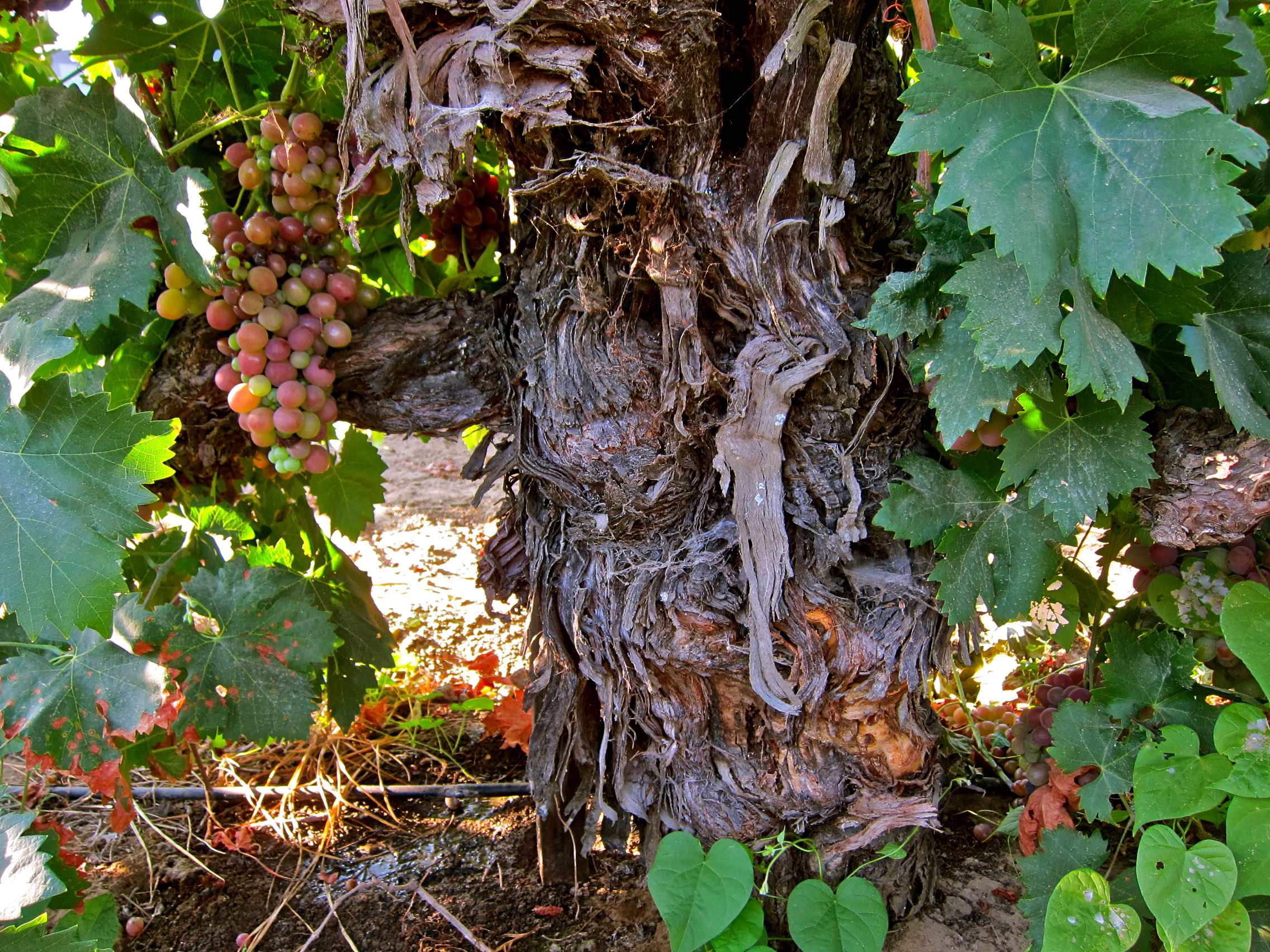 Close-up of a grapevine trunk with clusters of ripening grapes and green leaves in a vineyard.