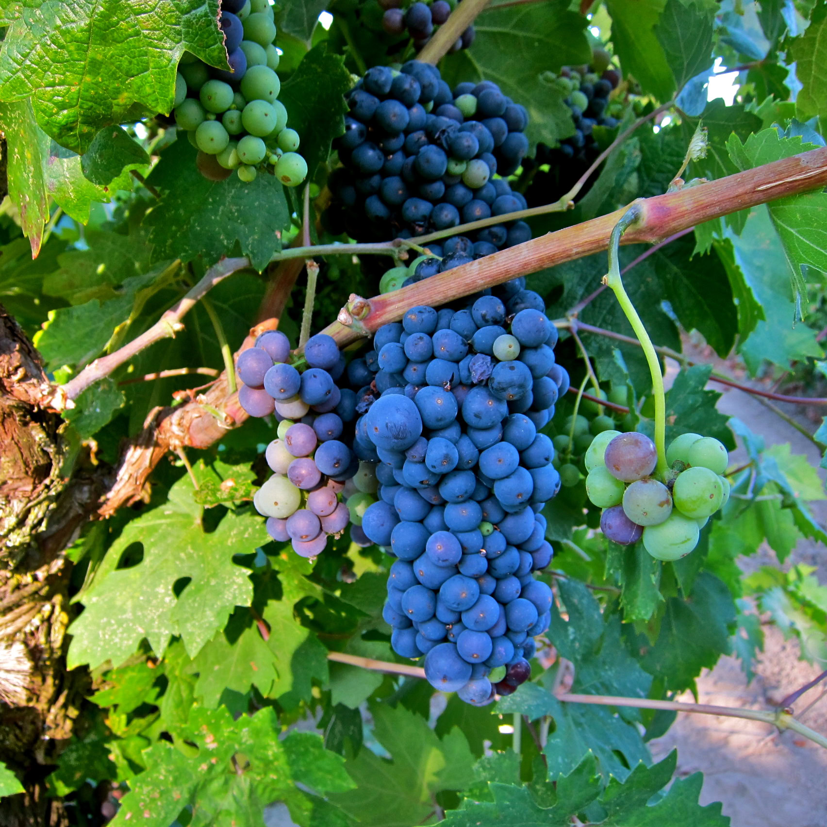 Close-up of ripe and unripe grapes on a vine in Lodi wine region for SEO.