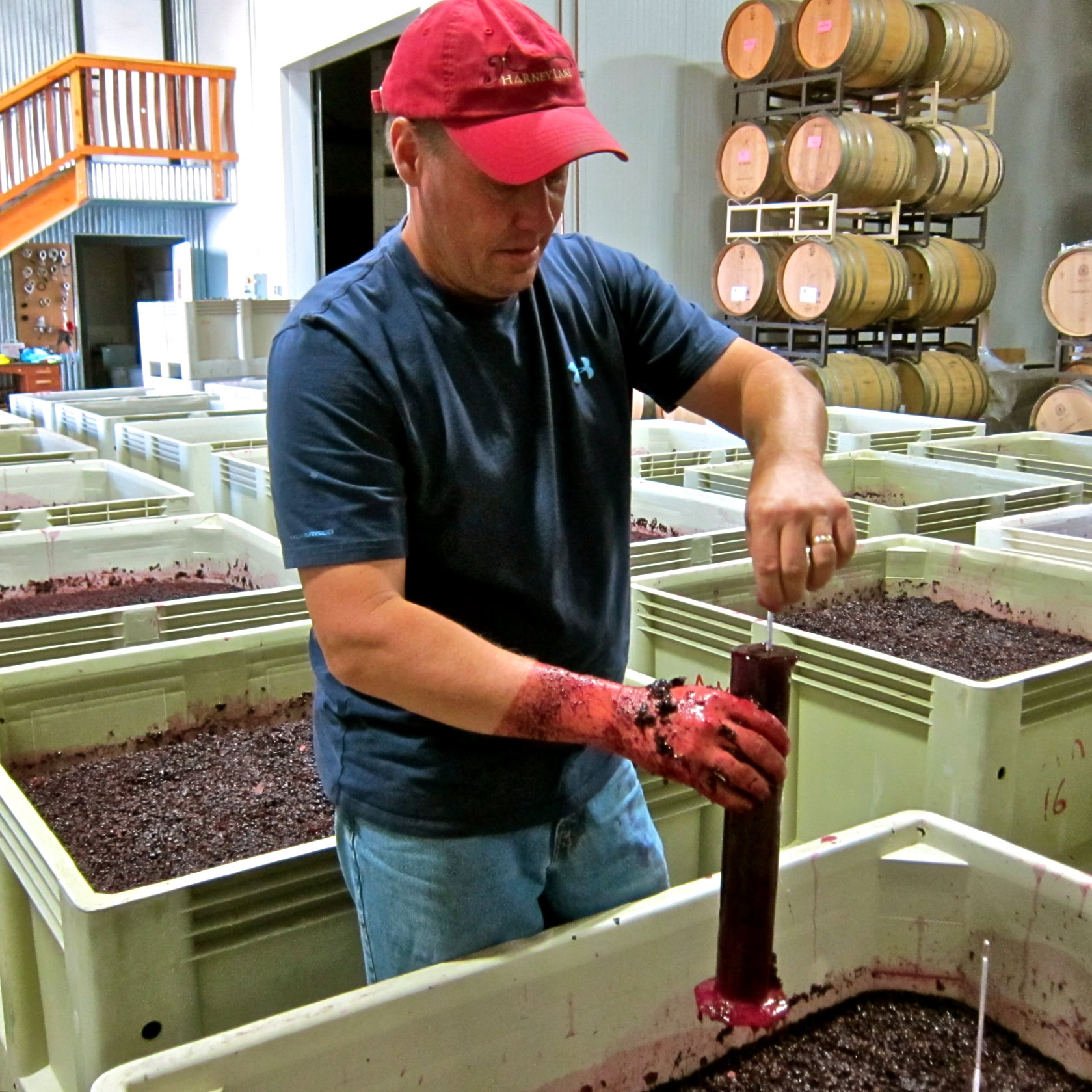 Worker harvesting winegrapes in a winery with barrels in the background.