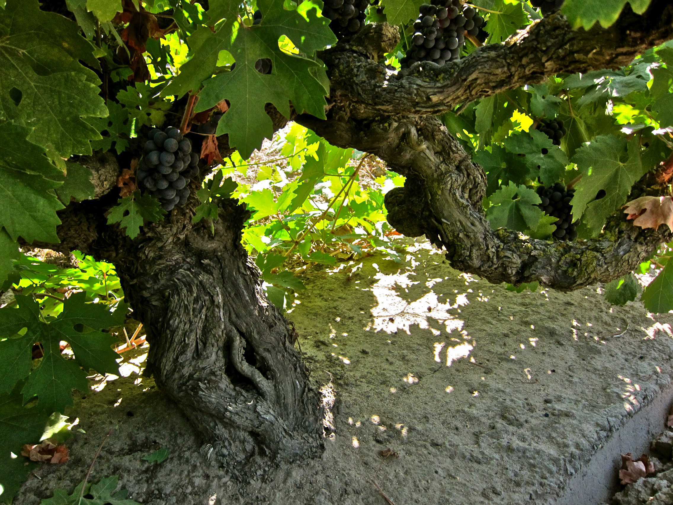 Grapevine with dark grapes and green leaves in a vineyard setting.