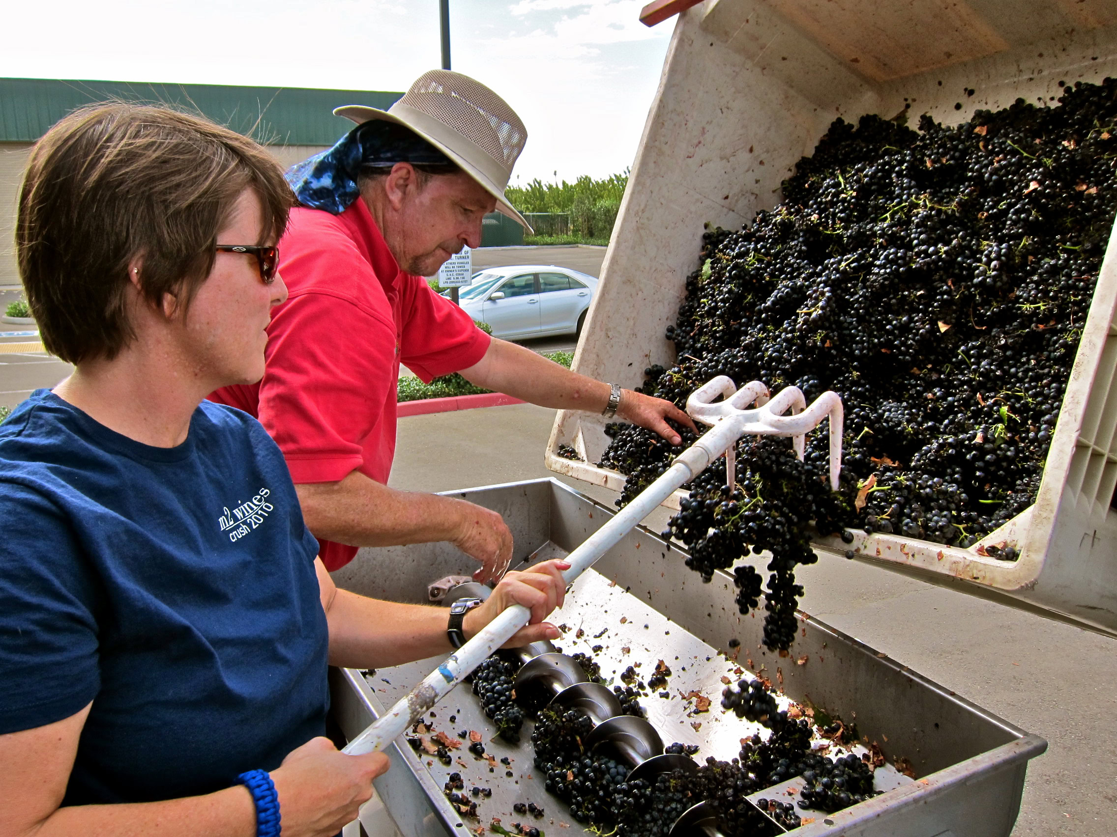 Workers sorting and processing harvested wine grapes in Lodi, California vineyard.