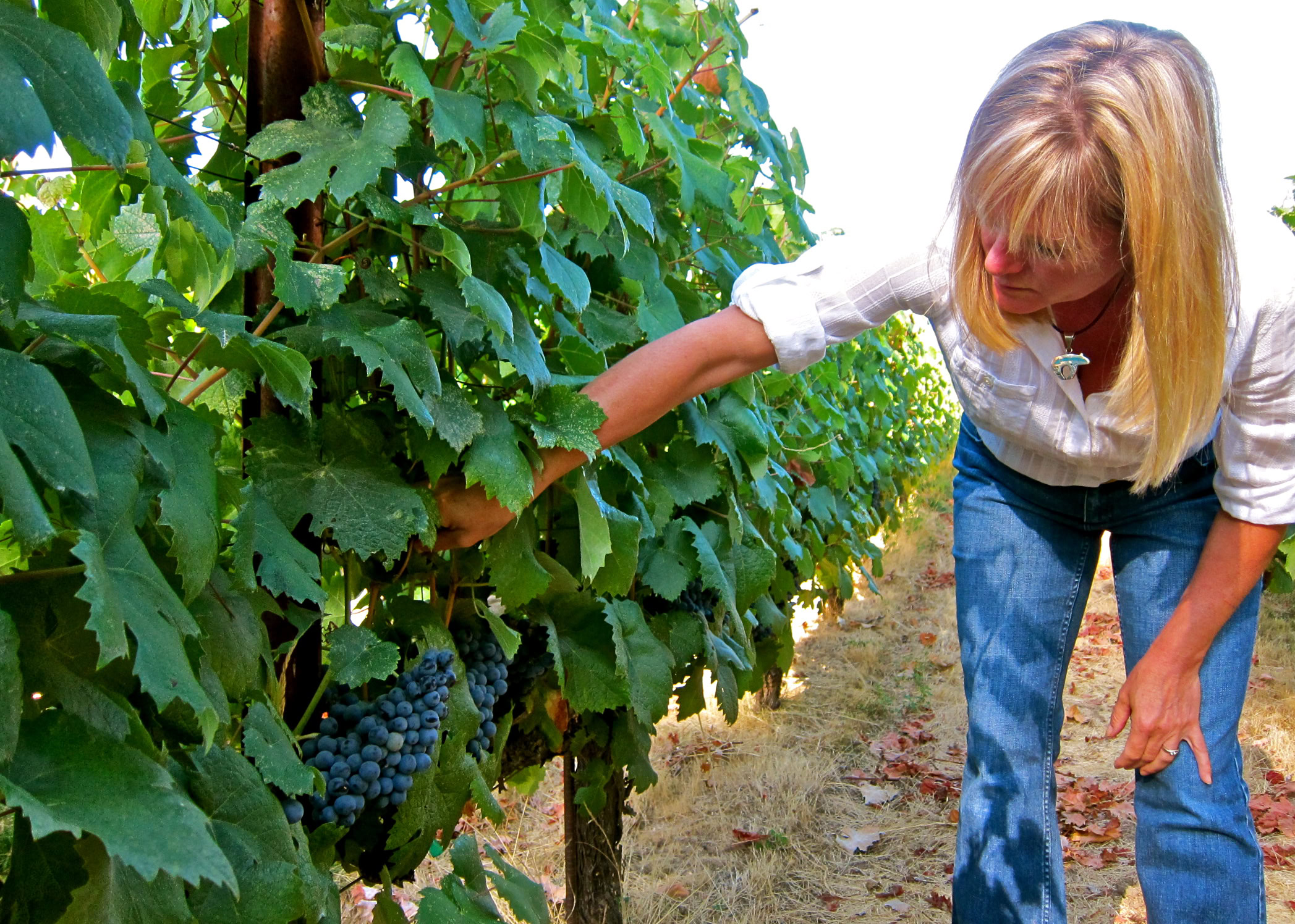 Woman harvesting ripe grapes in a Lodi vineyard for wine production.