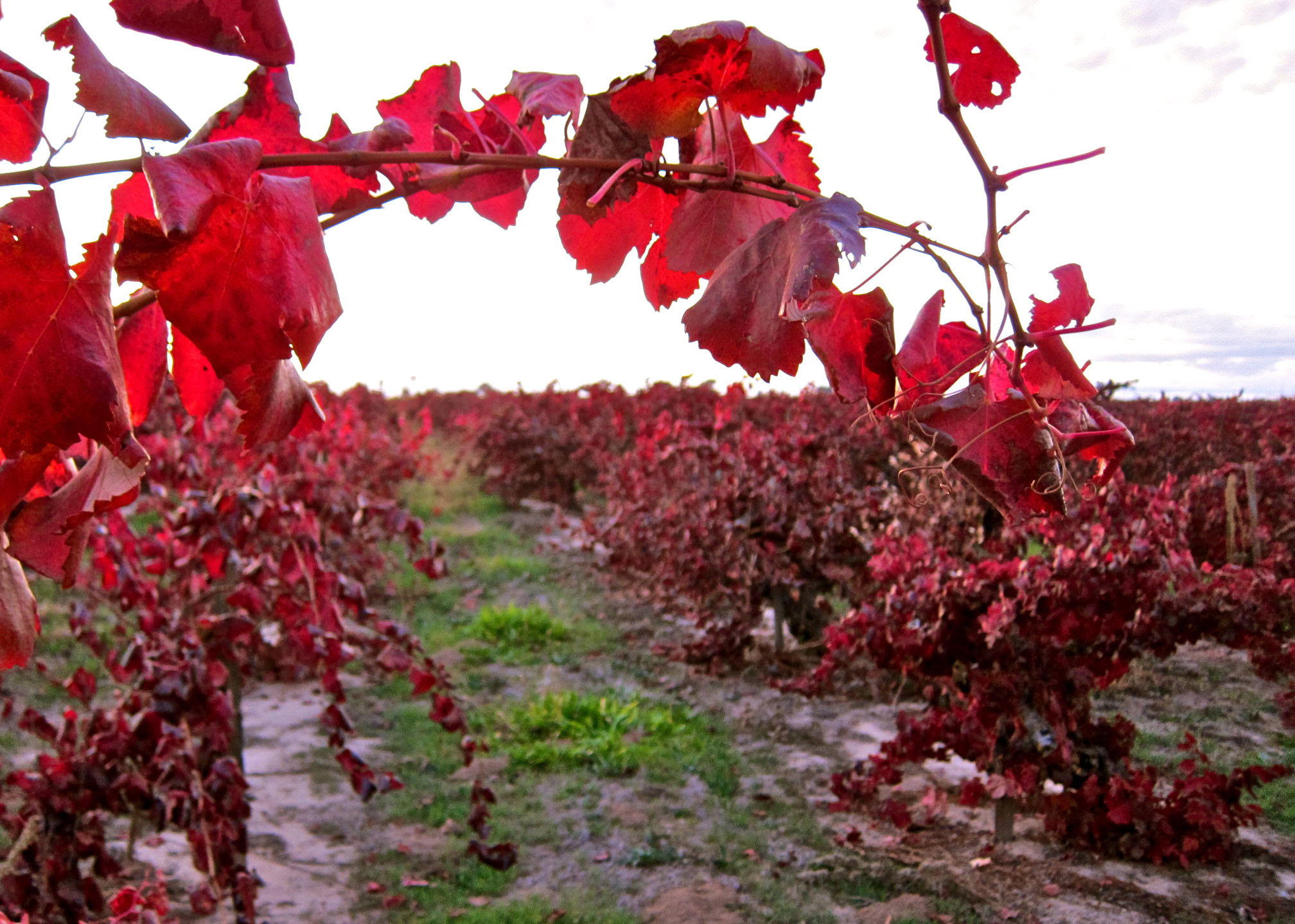 Red winegrape vineyard in Lodi, California, with vibrant fall foliage and lush grapevines under a cloudy sky.