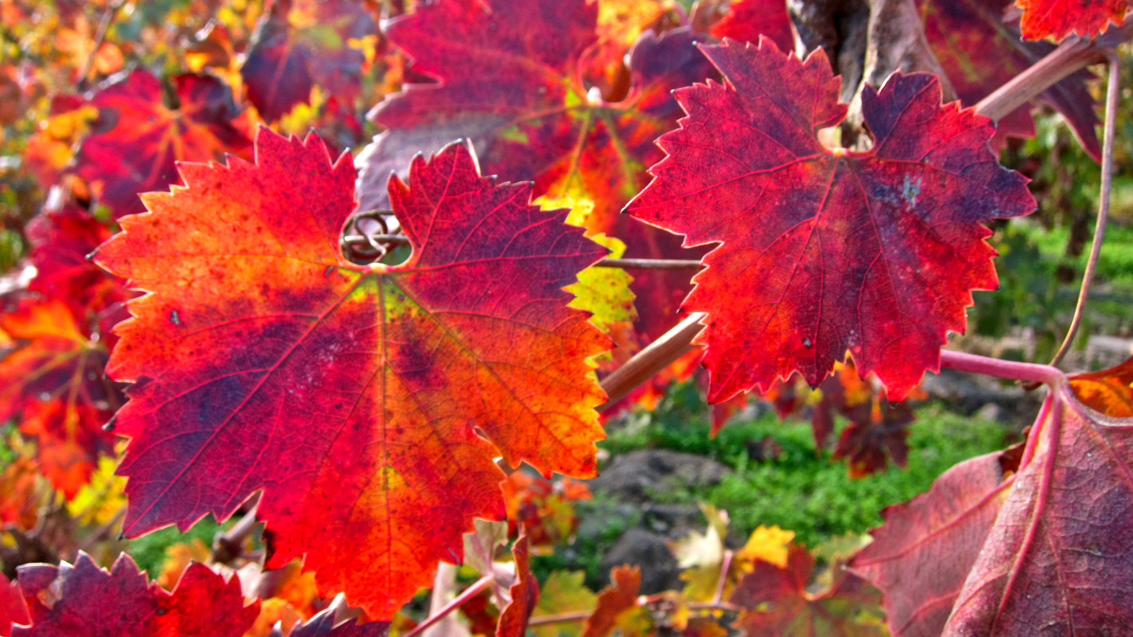 Colorful fall winegrape leaves in a Lodi vineyard, showcasing vibrant reds, oranges, and yellows for wine production.