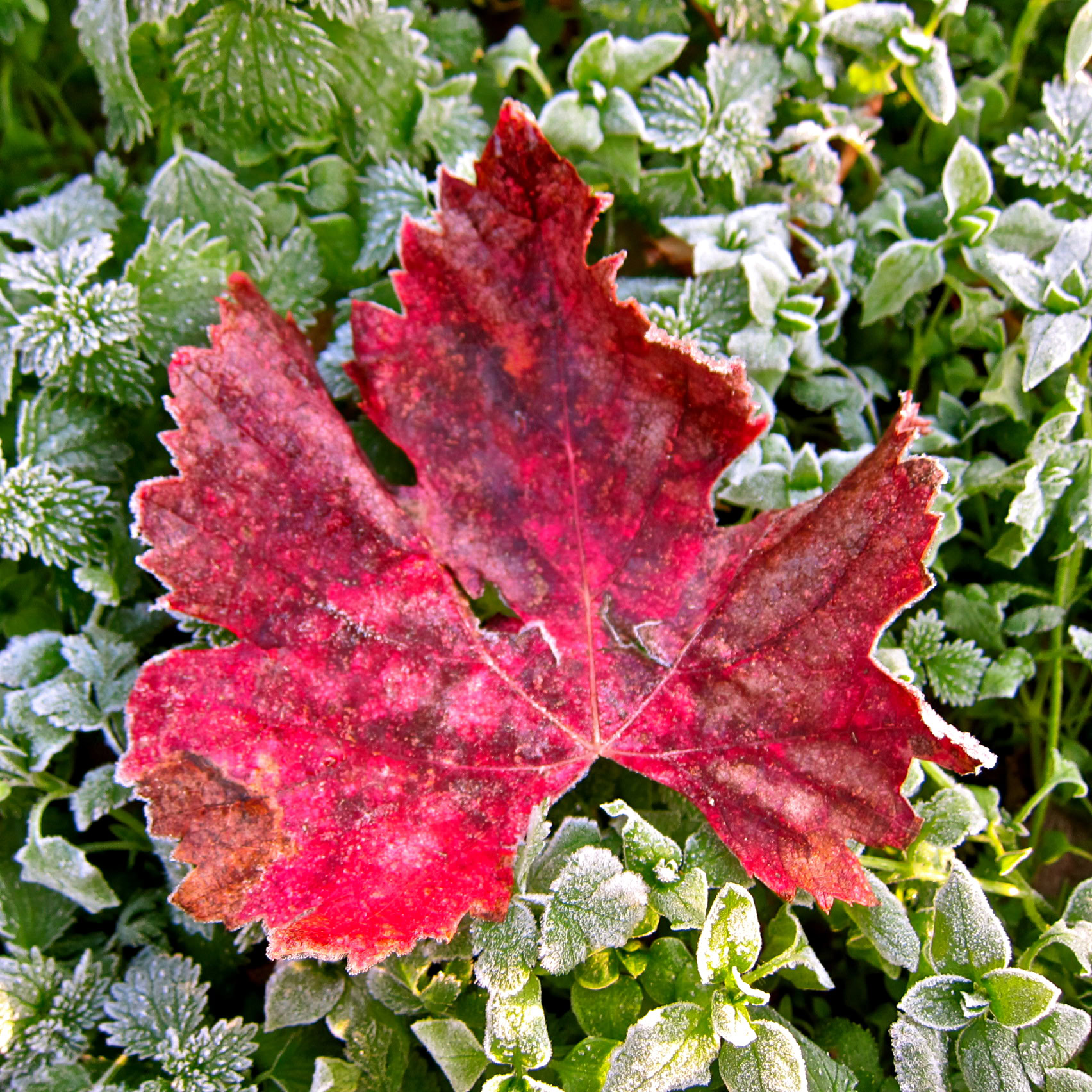 Red grape leaf with frost on green ground cover in Lodi wine region.