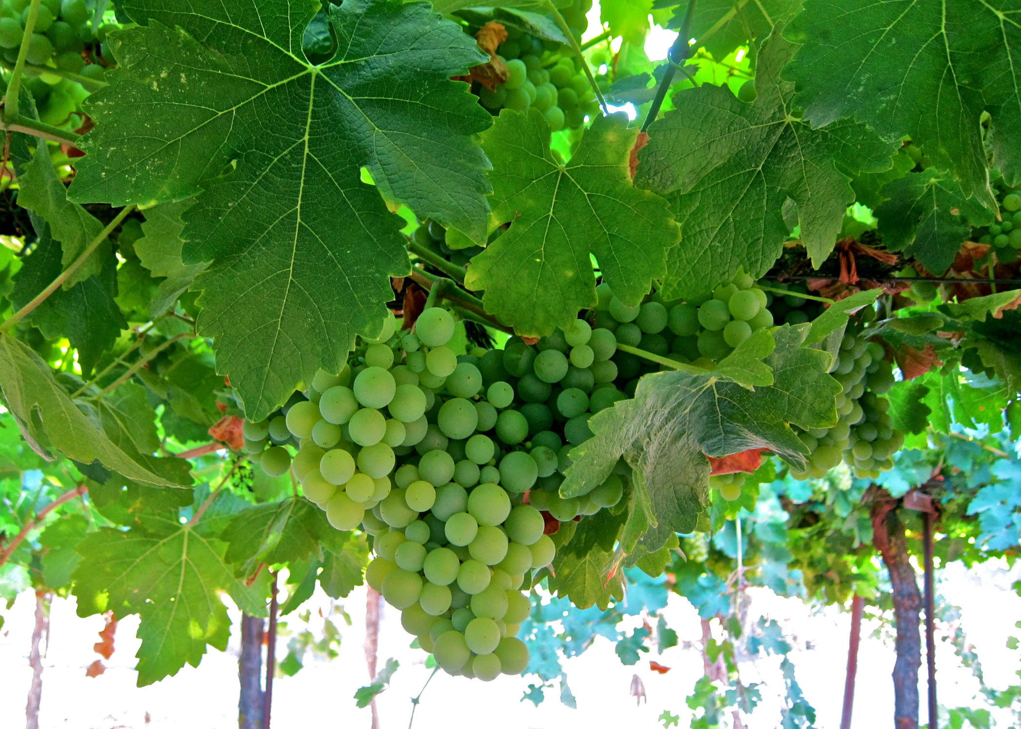 Green grape clusters hanging from vine in Lodi wine region, California.