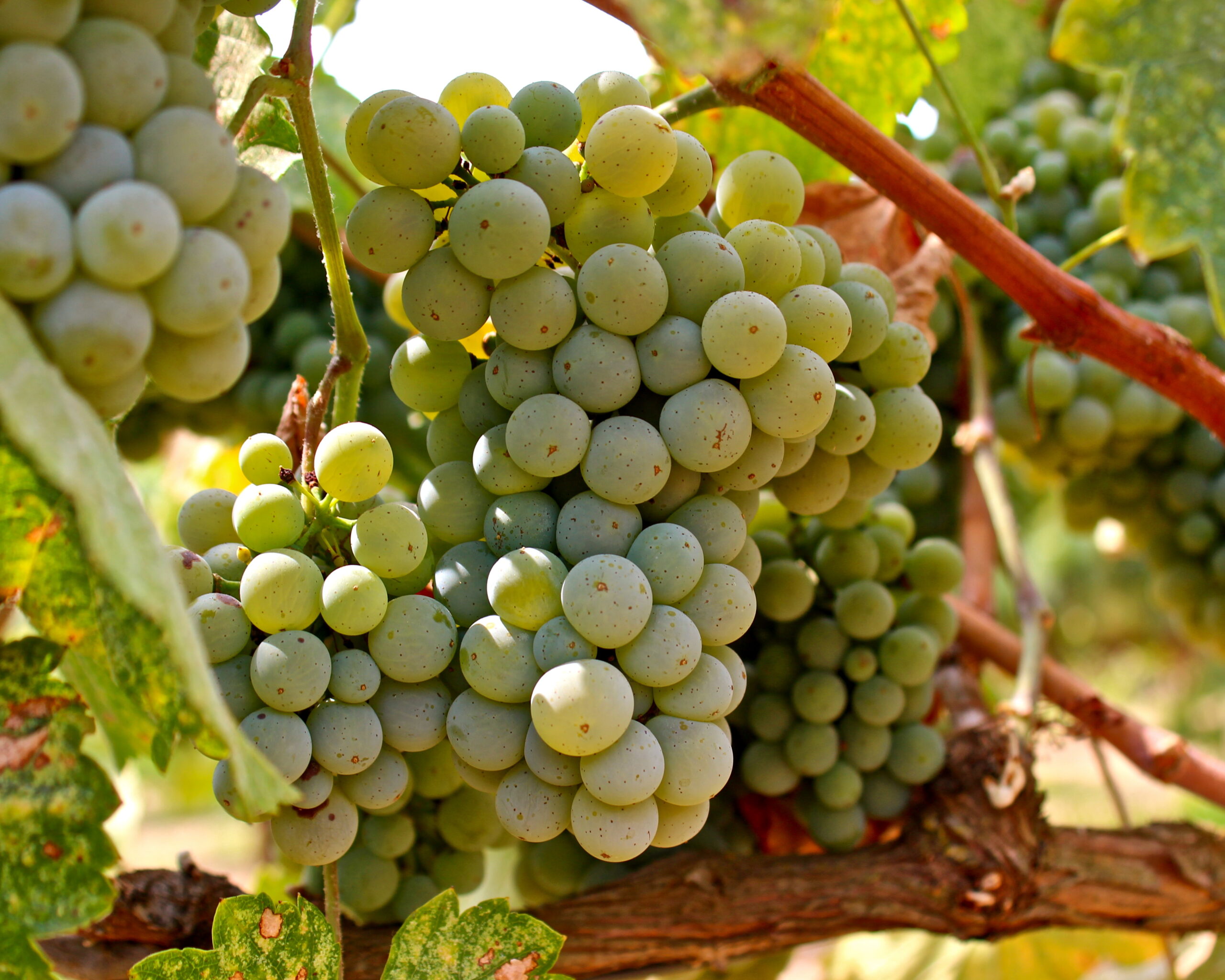 Close-up of ripe green wine grapes on vine in Lodi wine region.