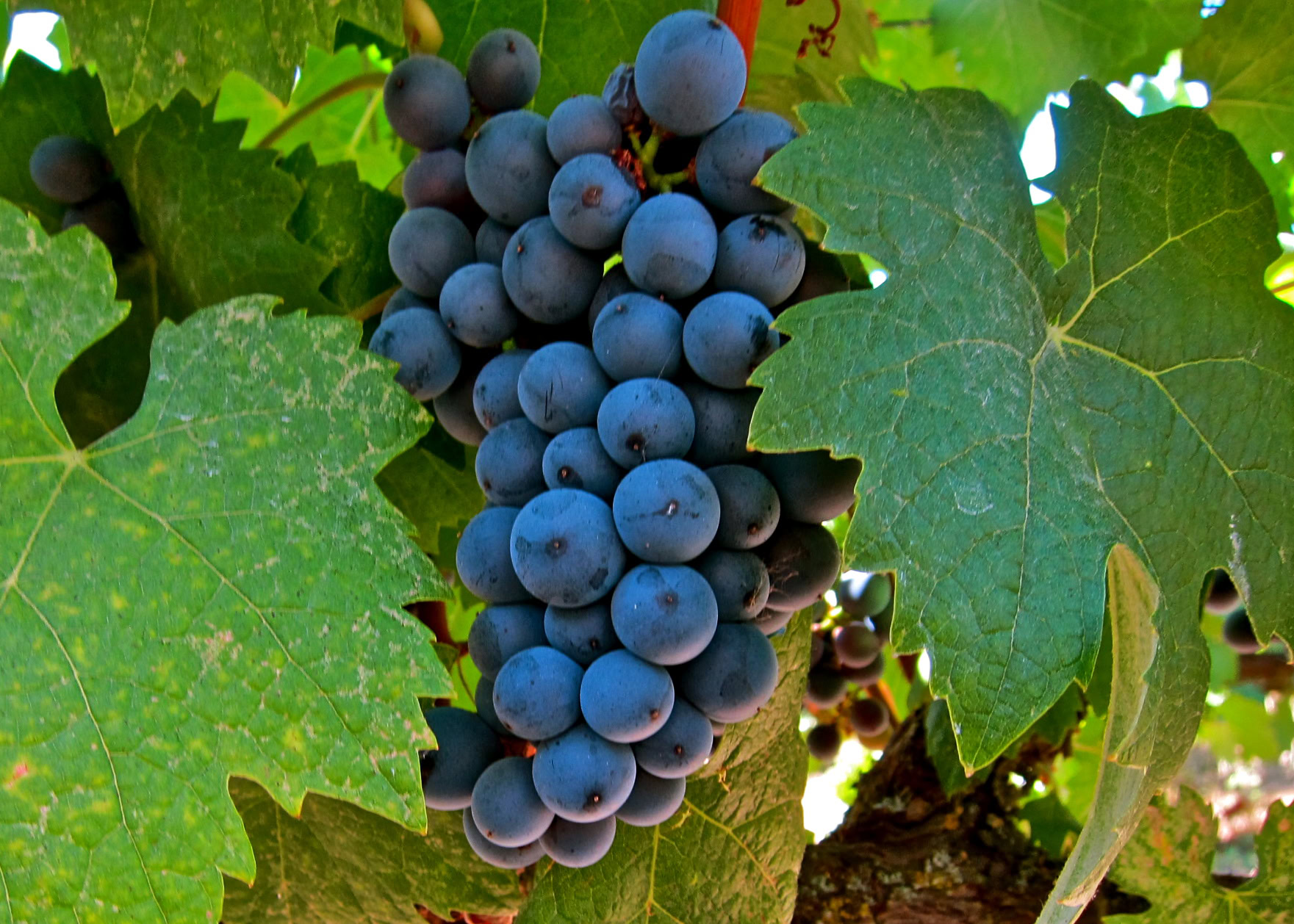 Close-up of ripe dark purple wine grapes on the vine with green leaves in Lodi, California.