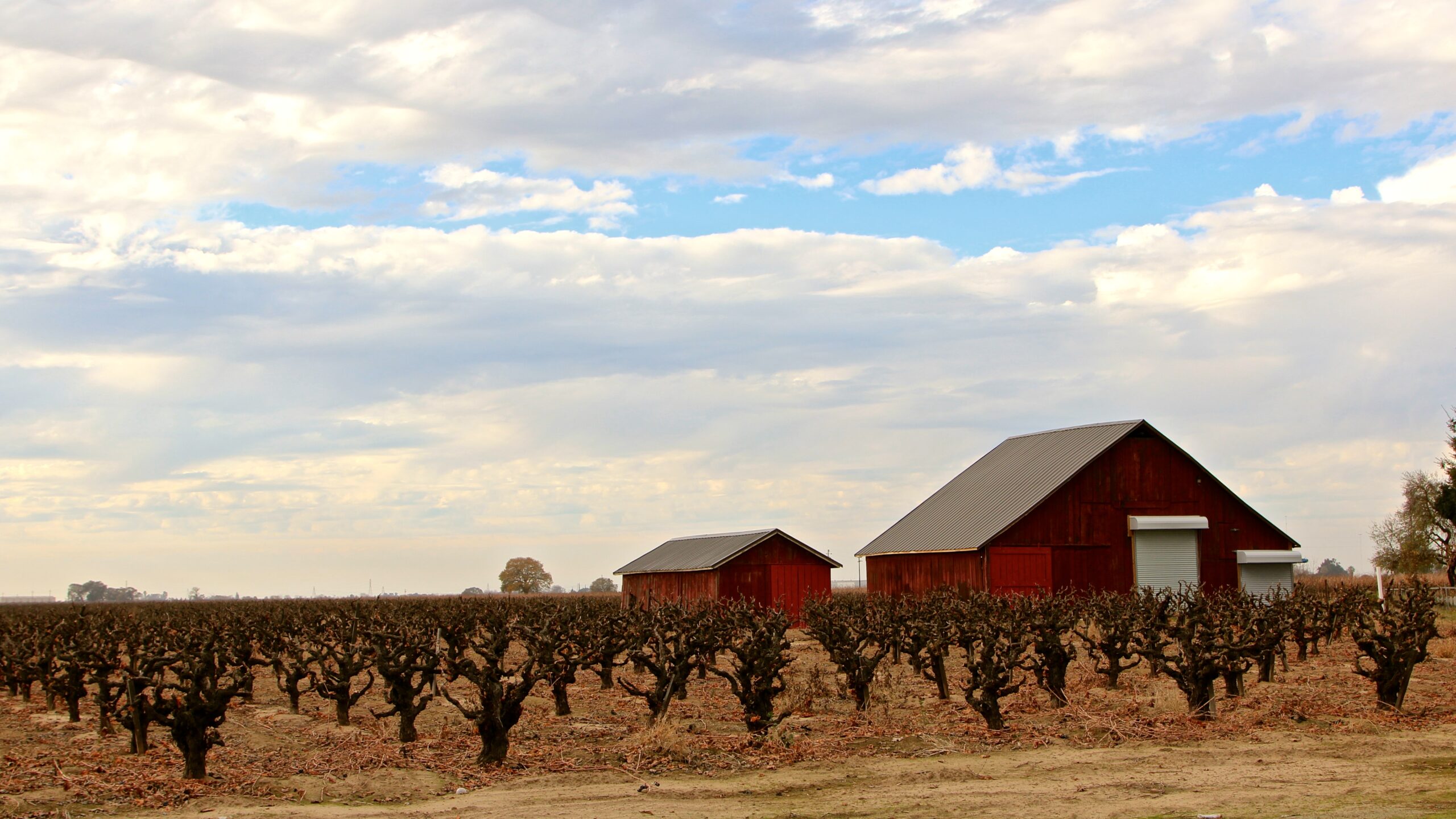 Lodi winegrape vineyard with red barns under a partly cloudy sky.