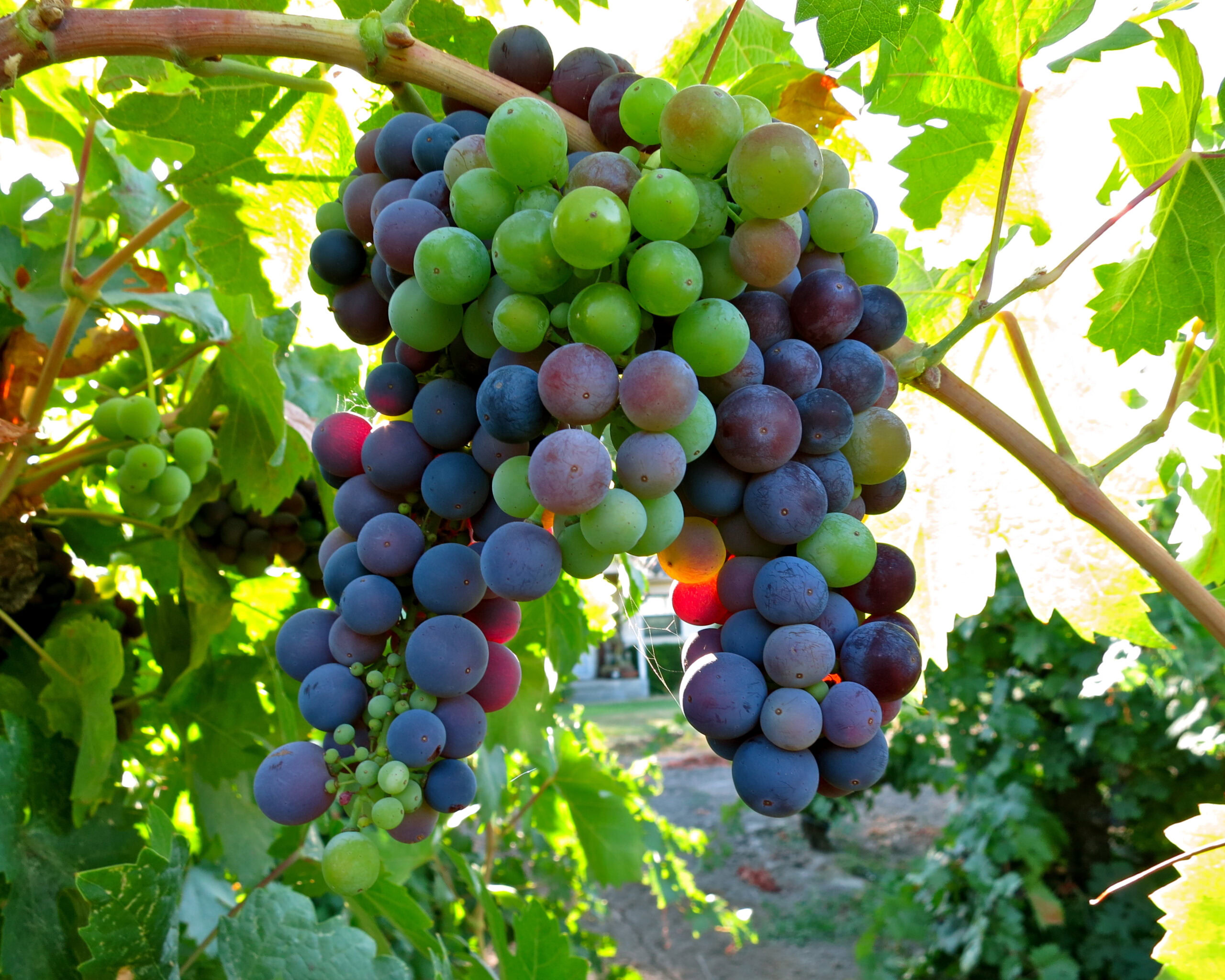 Close-up of ripe and unripe grapes hanging on a vine in Lodi wine country.