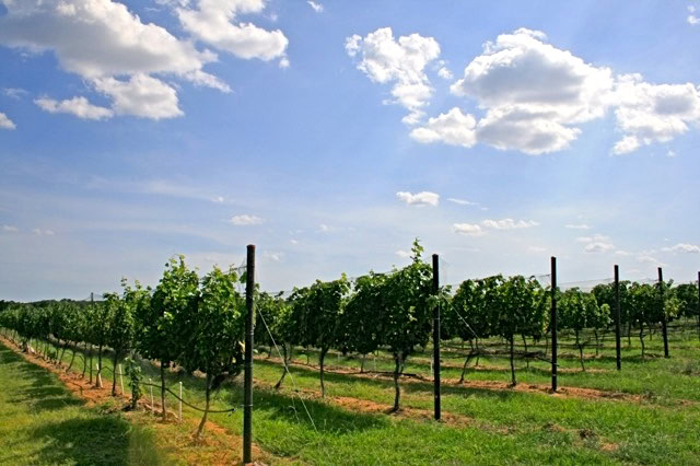 Vineyard in Lodi with lush grapevines under a partly cloudy sky.