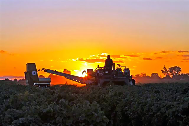 Worker operating machinery during sunset in a Lodi vineyard for grape harvesting.