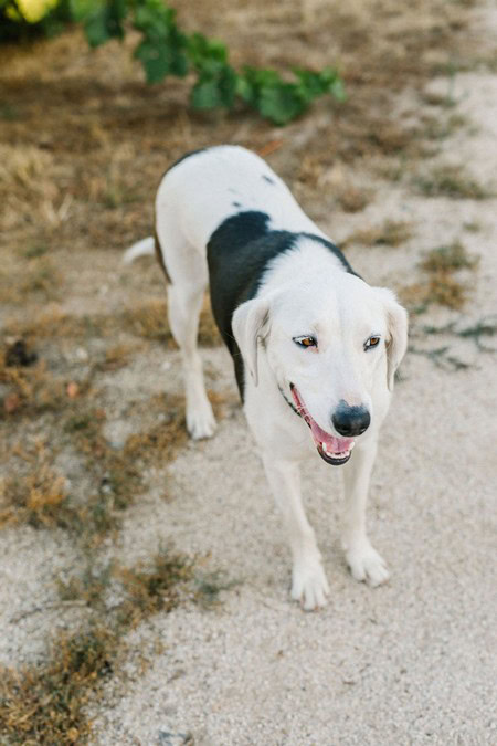 Dog standing on vineyard path, representing Lodi Winegrape Commission's connection to local agriculture.