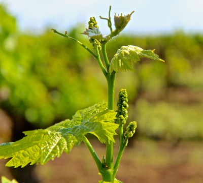 Close-up of a young winegrape vine with green leaves and budding clusters in a vineyard.