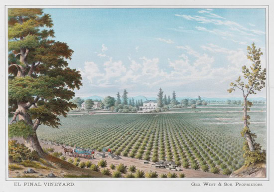 Lodi Winegrape Vineyard landscape with rows of grapevines and a distant farmhouse.