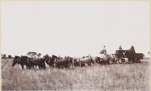 Vintage photo of horses and wagons harvesting grapes in Lodi, California, early 20th century.