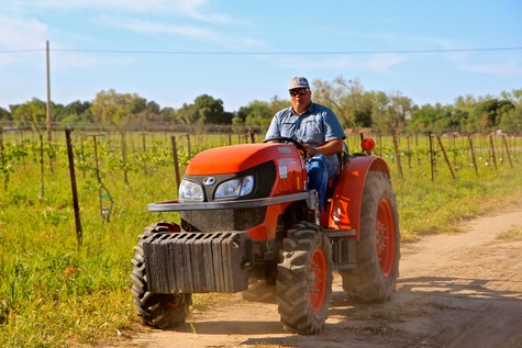 Farmer driving a tractor through a vineyard in Lodi, California, during harvest season.
