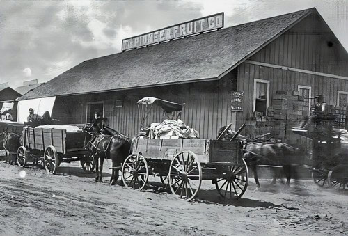 Vintage black and white photo of horse-drawn wagons at a Lodi winegrape farm, with a barn and sign reading 'Champion Fruit Co.