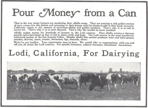 Historical newspaper clipping about dairy farming in Lodi, California, with a photo of cows grazing in a field.