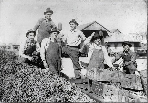 Vintage photo of workers harvesting grapes in Lodi, California, during early 20th century.