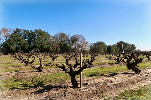 Vineyard with pruned grapevines in Lodi, California under a clear blue sky.