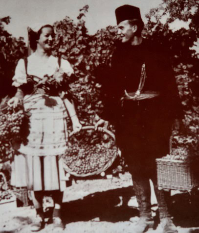 Vintage photo of a woman and man harvesting grapes in a vineyard, with baskets for grape collection.