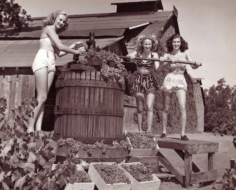 Three women harvesting grapes in a vintage black-and-white photo at a vineyard.