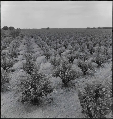 Vast vineyard of winegrape vines in Lodi, California, ready for harvest.