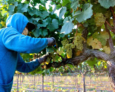 Worker harvesting ripe grapes in a Lodi vineyard during the winegrape season.
