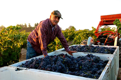 Farmer harvesting ripe grapes in a vineyard with a tractor in the background.
